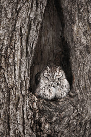 Petit-duc maculé 002