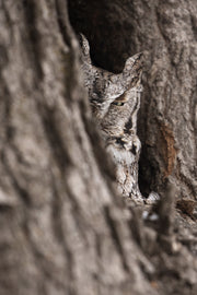 Petit-duc maculé 003