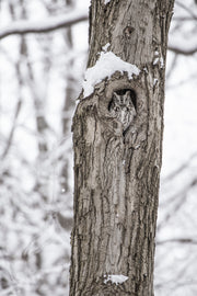 Petit-duc maculé 013