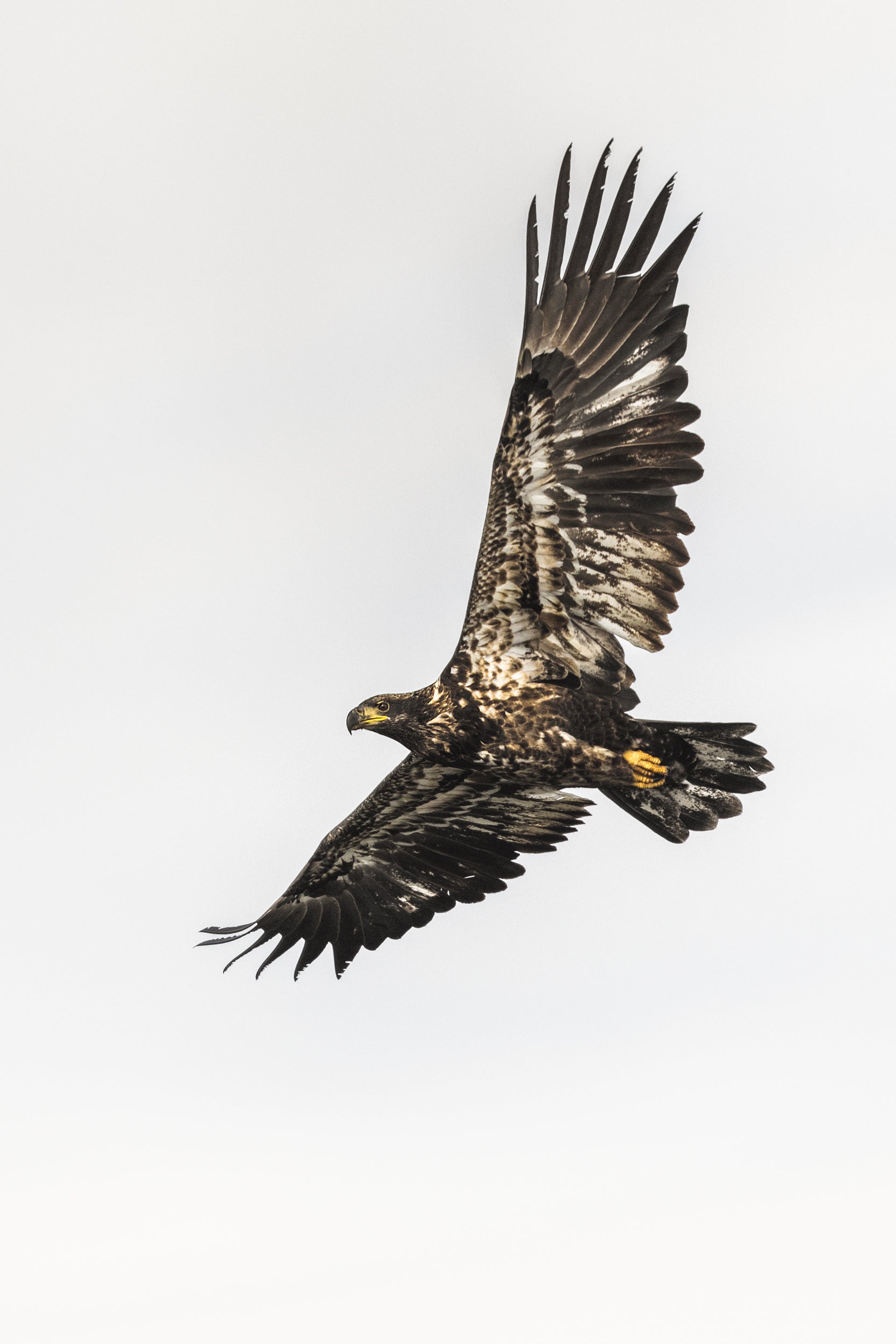 Pygargue à tête blanche 001