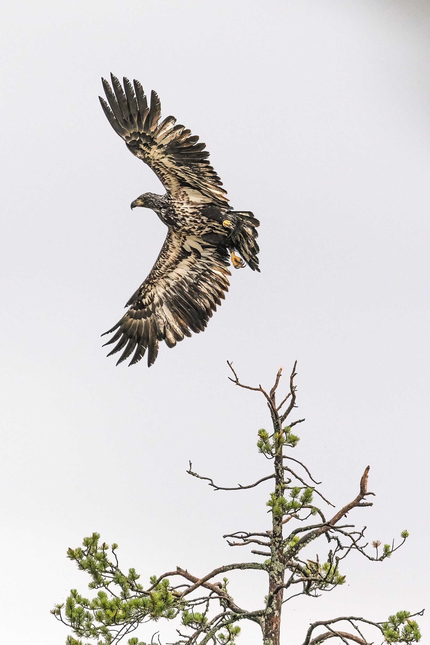 Pygargue à tête blanche 010