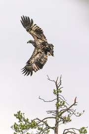 Pygargue à tête blanche 010