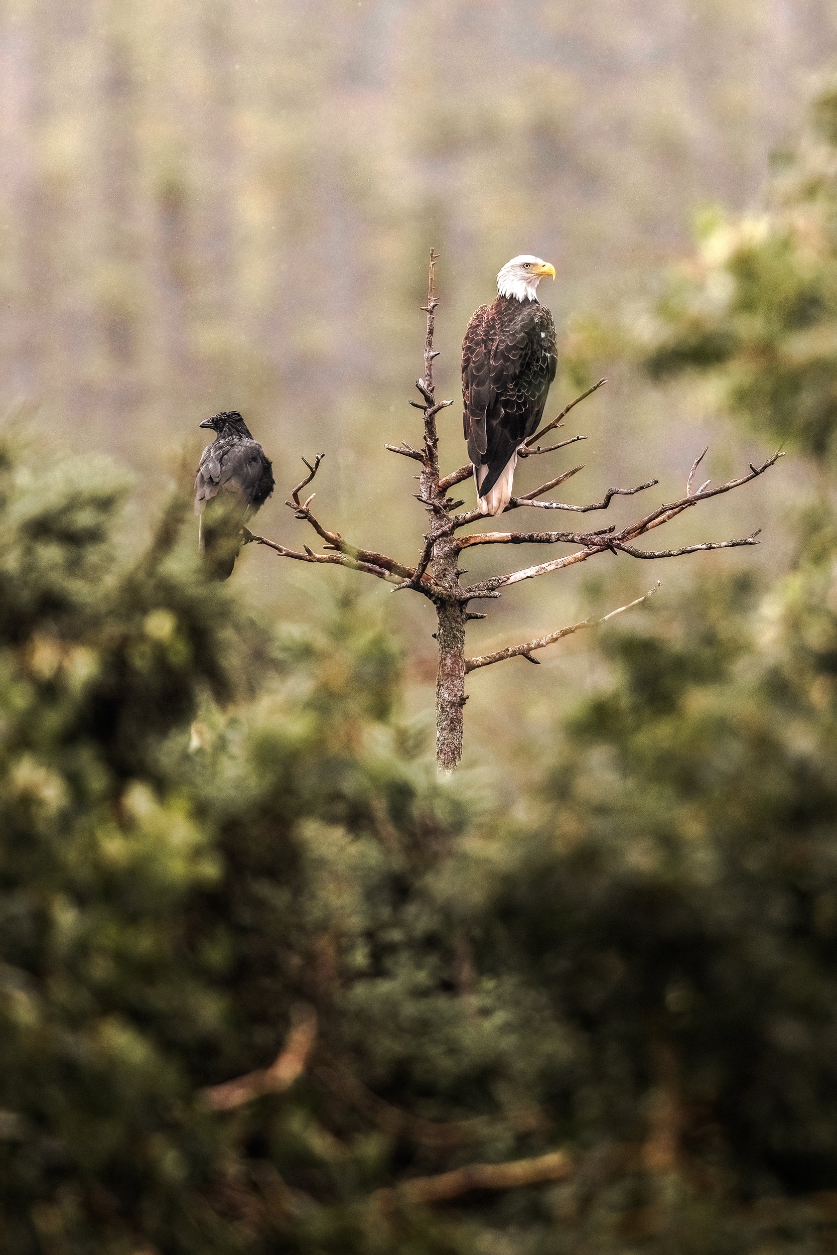 Pygargue à tête blanche 011