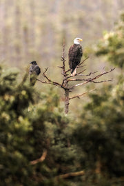 Pygargue à tête blanche 011