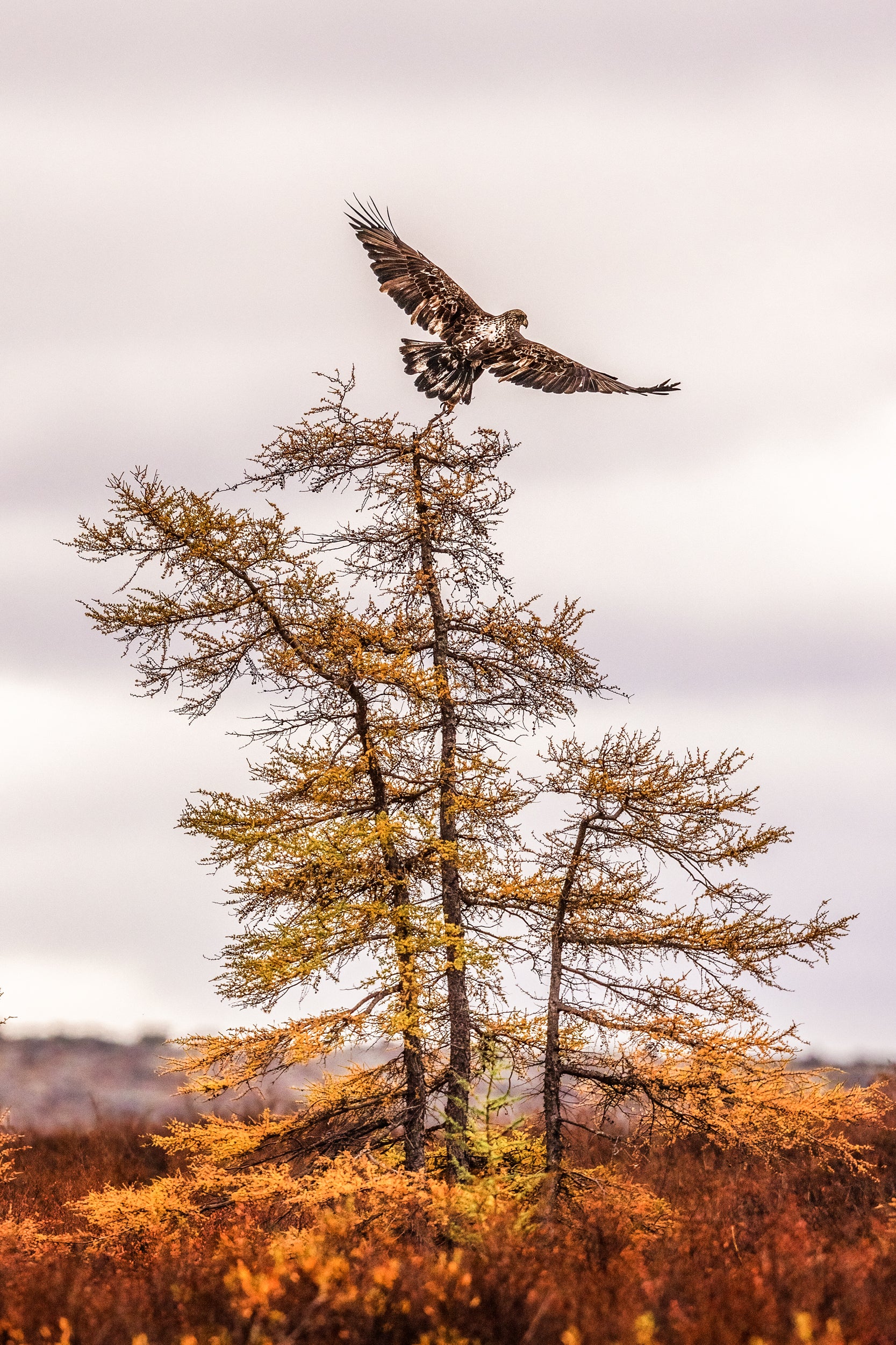 Pygargue à tête blanche 012