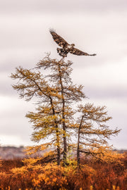 Pygargue à tête blanche 012