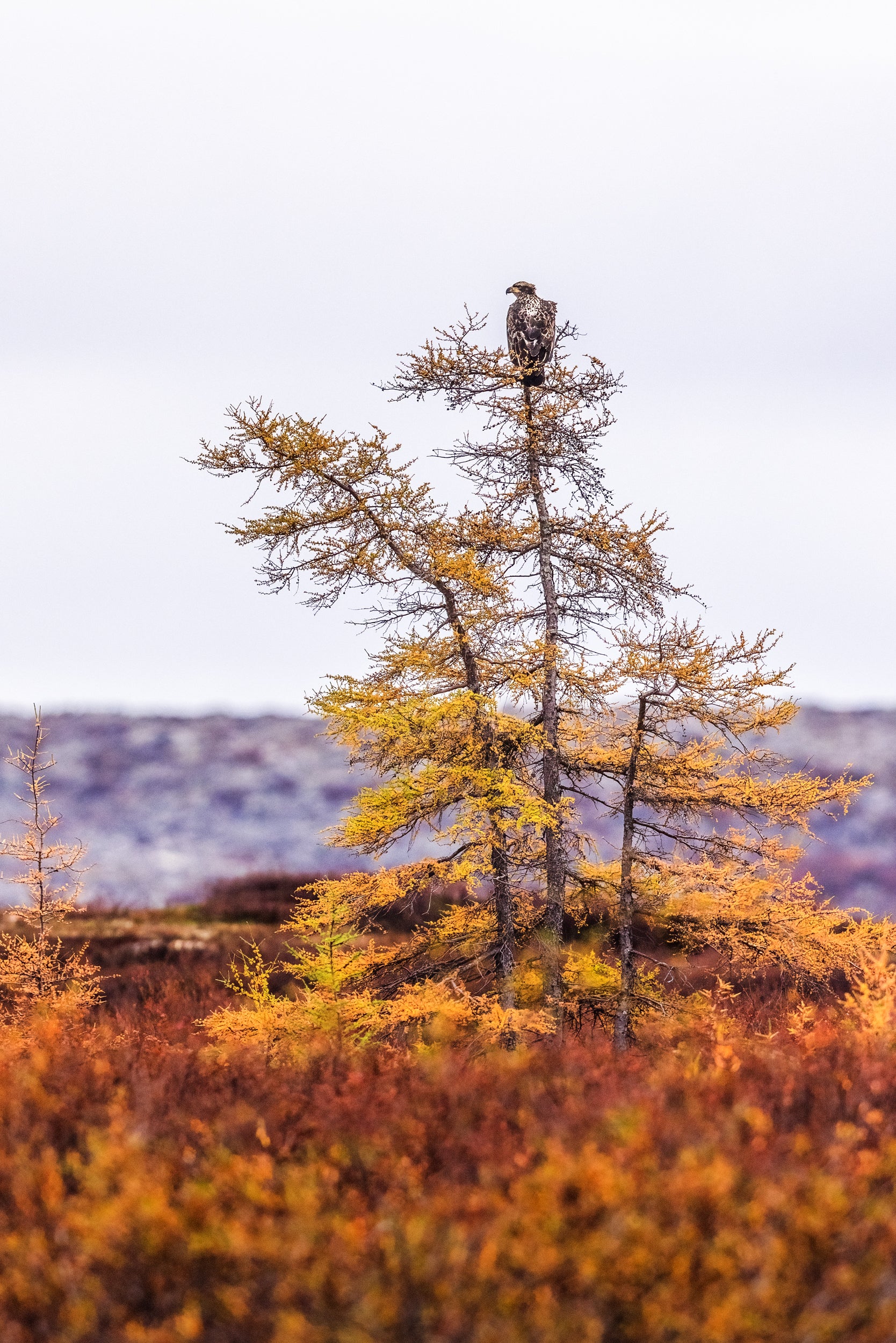 Pygargue à tête blanche 013