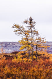 Pygargue à tête blanche 013