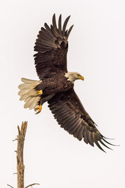 Pygargue à tête blanche 014