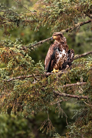 Pygargue à tête blanche 015