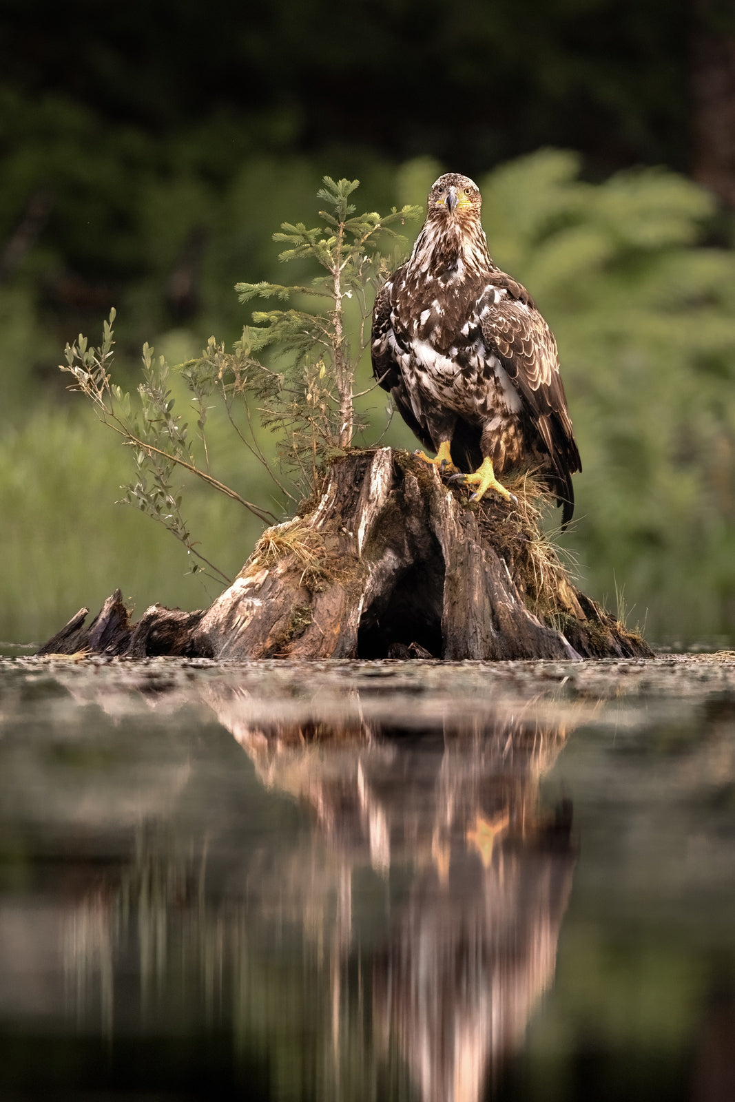 Pygargue à tête blanche 018