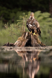 Pygargue à tête blanche 018