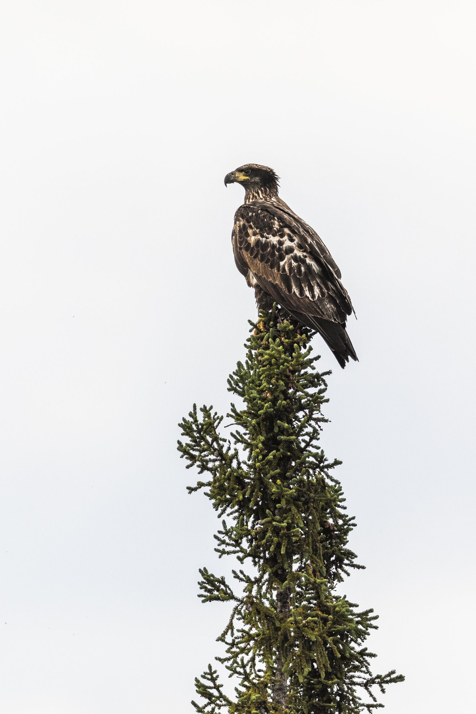 Pygargue à tête blanche 002
