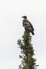 Pygargue à tête blanche 002