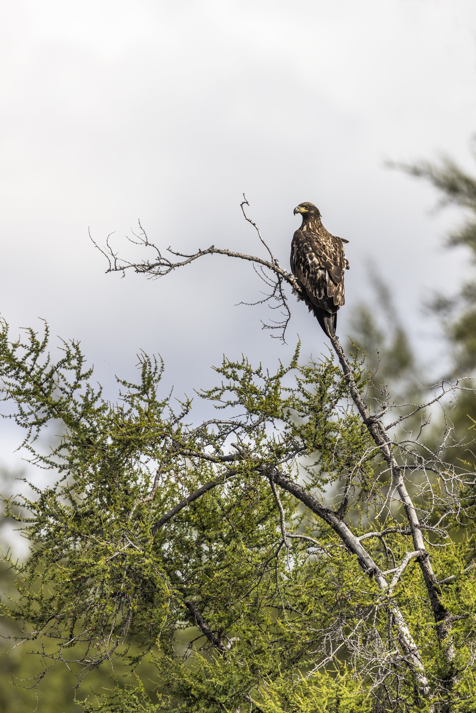 Pygargue à tête blanche 003