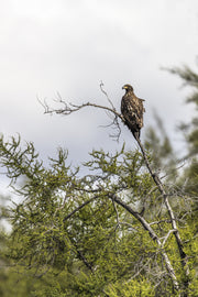 Pygargue à tête blanche 003