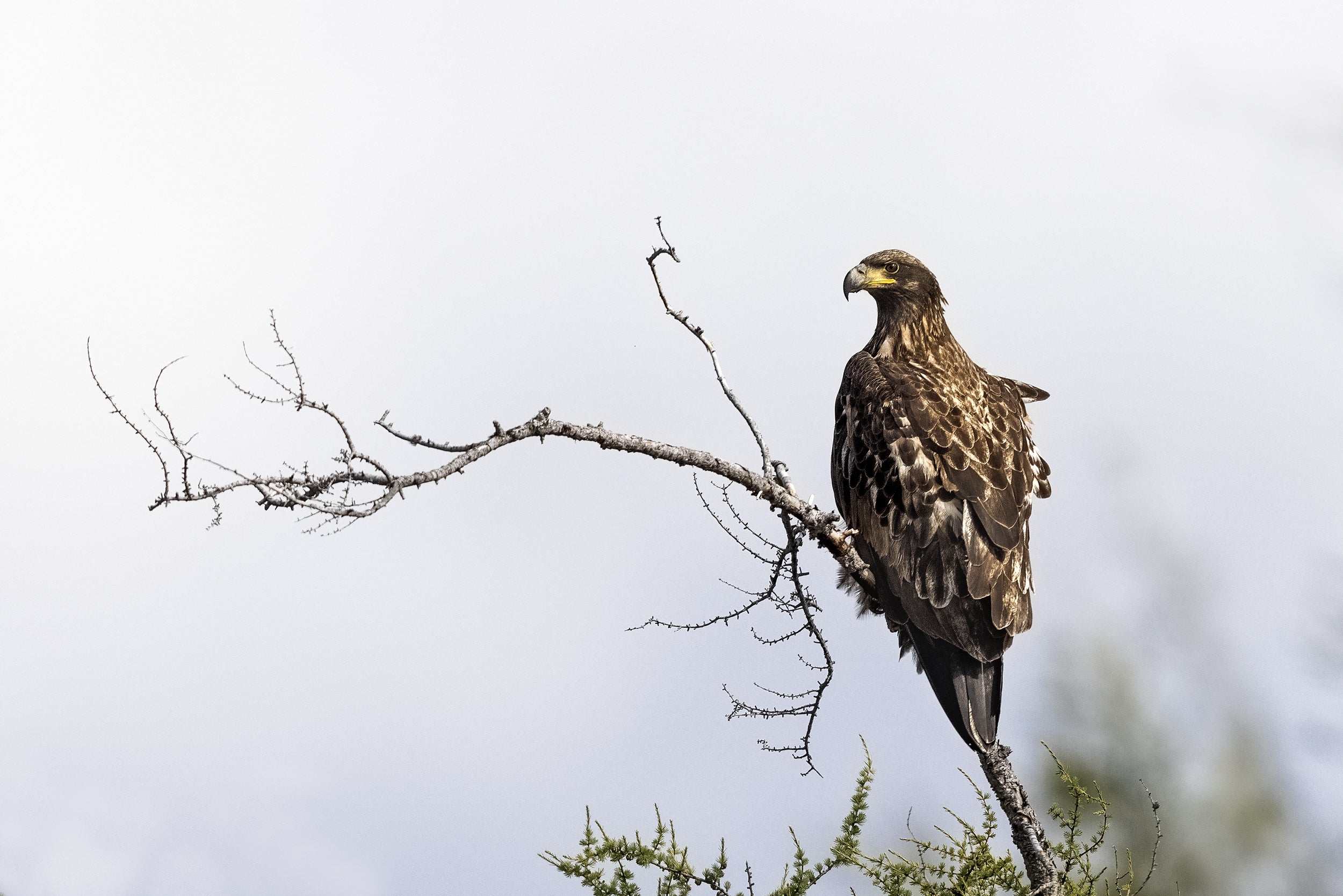 Pygargue à tête blanche 004