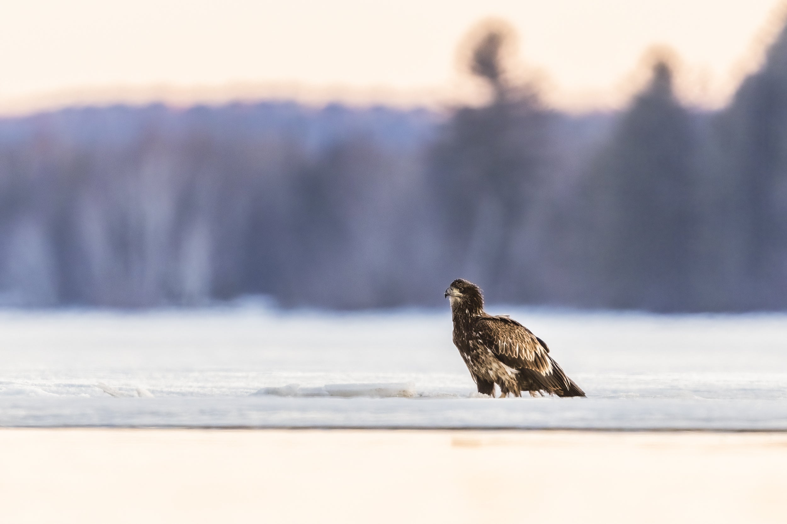 Pygargue à tête blanche 005
