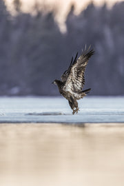 Pygargue à tête blanche 006