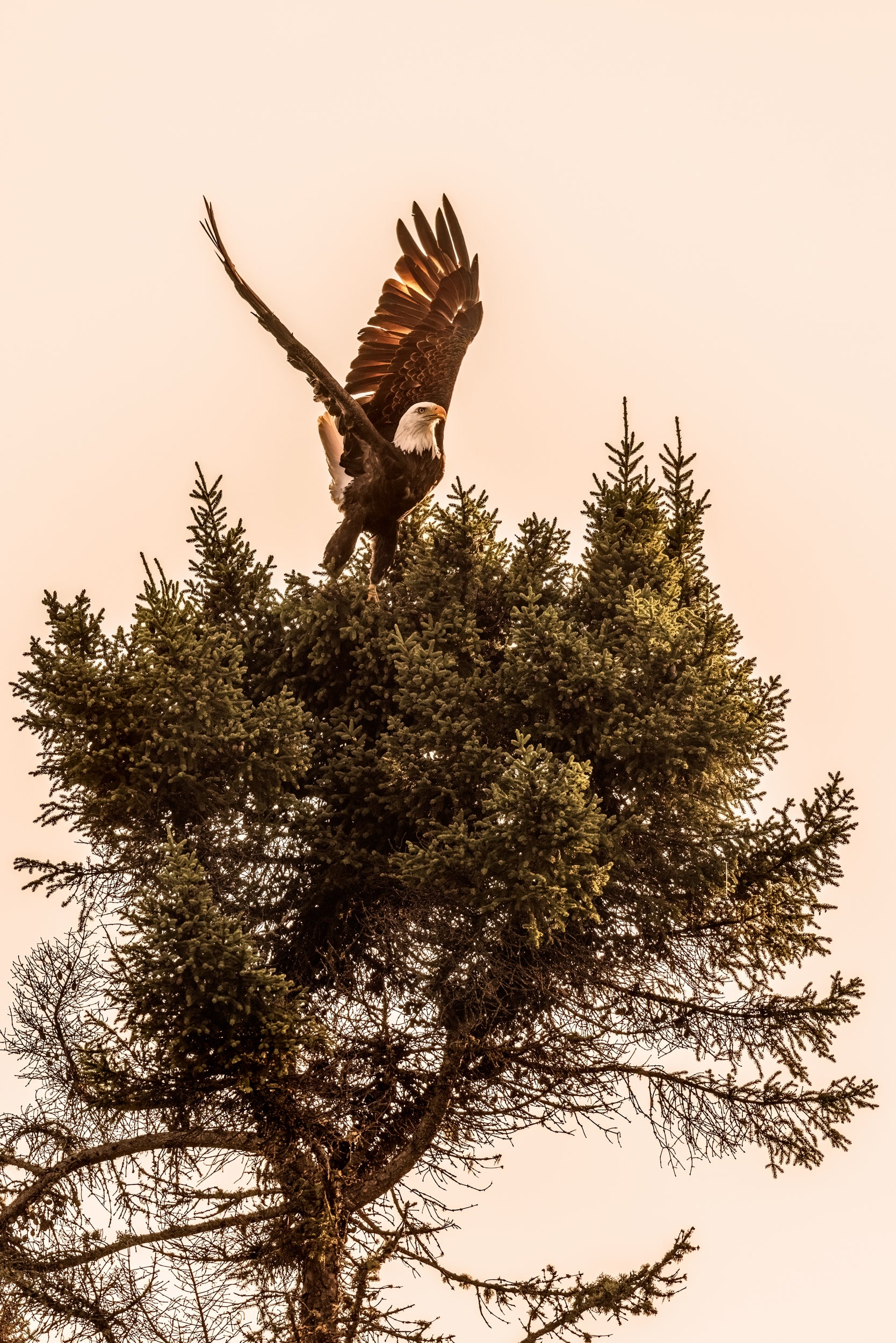 Pygargue à tête blanche 007