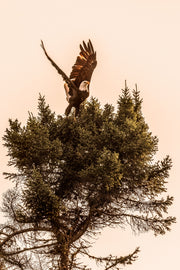 Pygargue à tête blanche 007