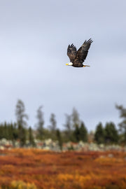 Pygargue à tête blanche 008