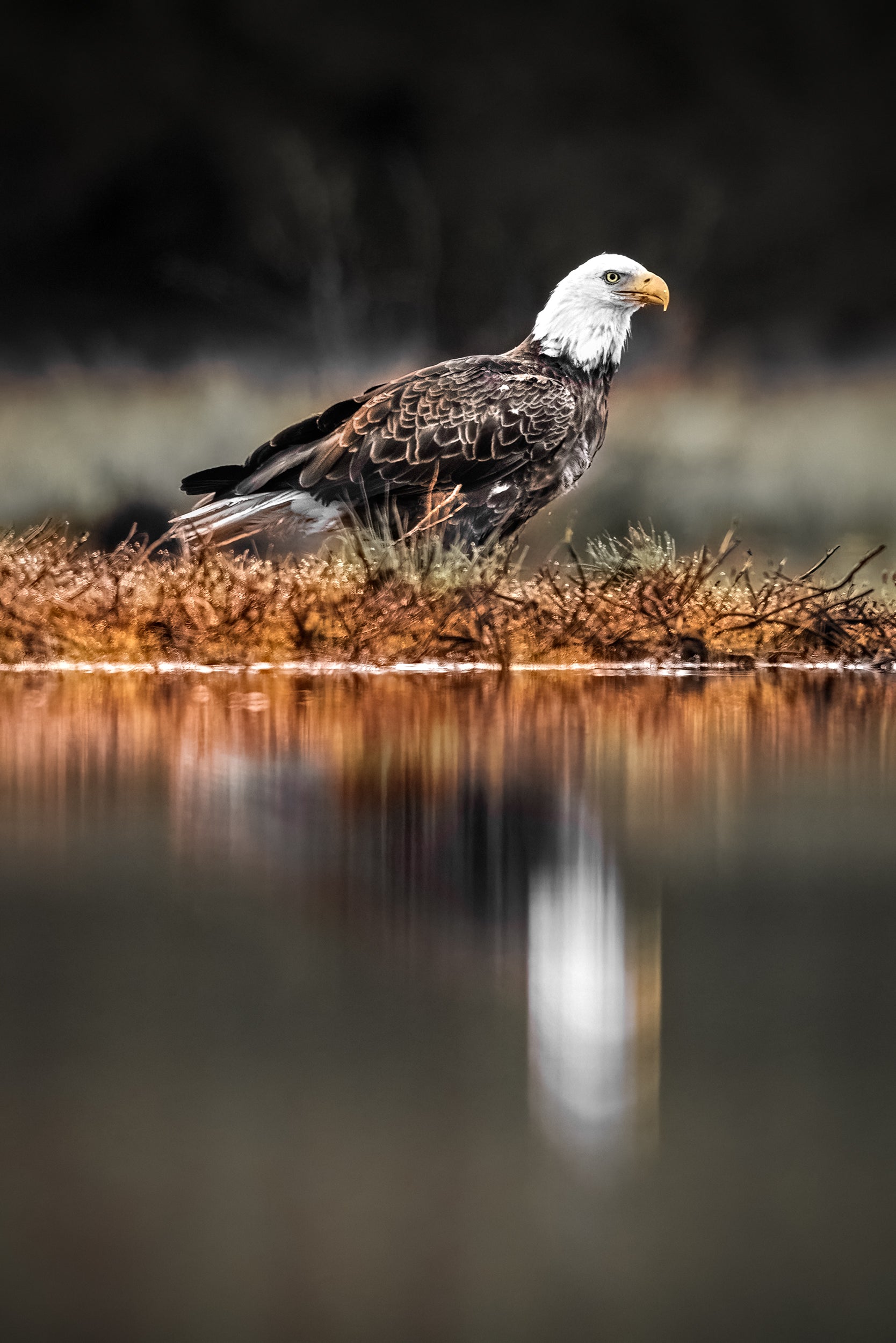 Pygargue à tête blanche 009