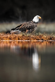 Pygargue à tête blanche 009