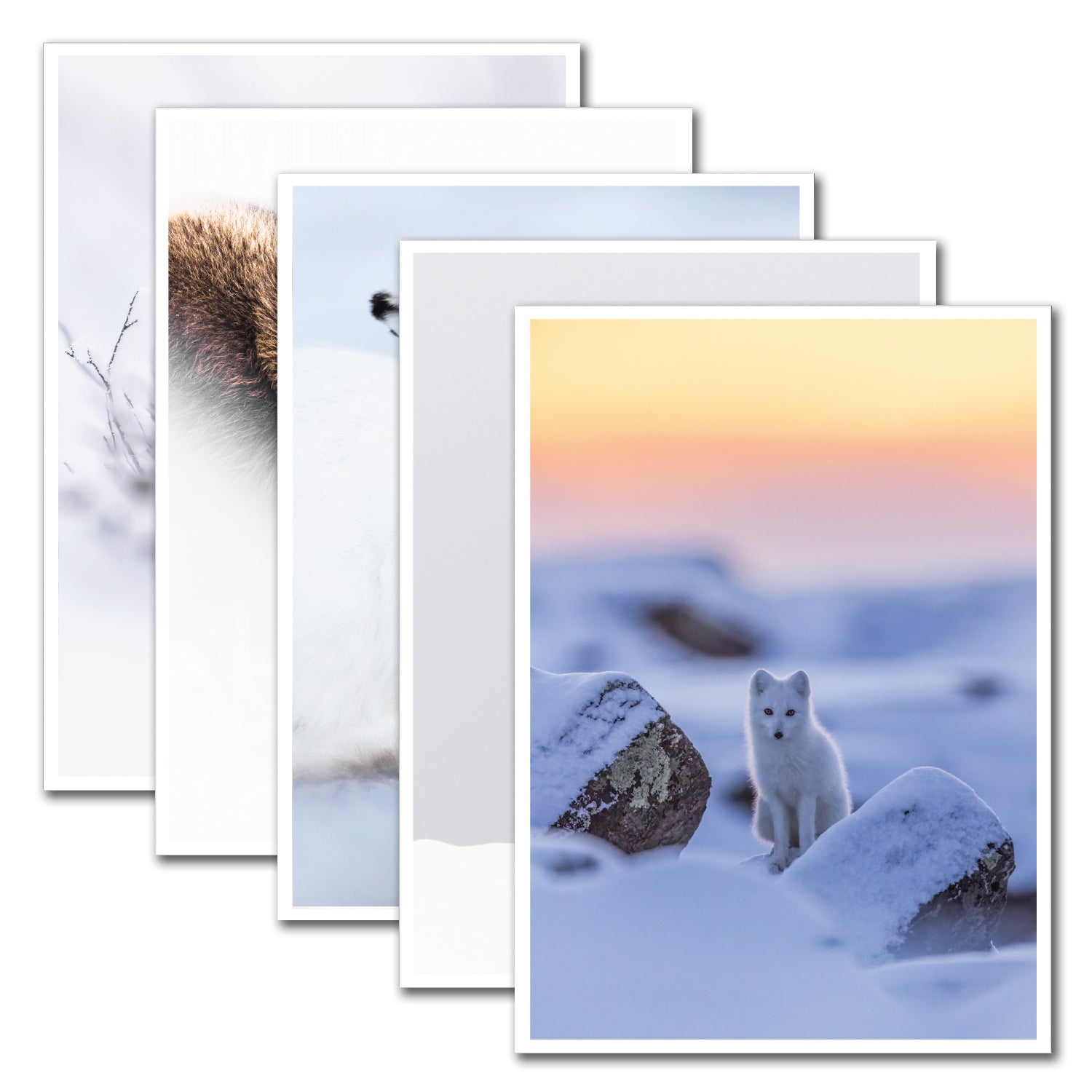 Ensemble de 5 cartes de souhaits - Artique hiver