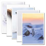 Ensemble de 5 cartes de souhaits - Artique hiver