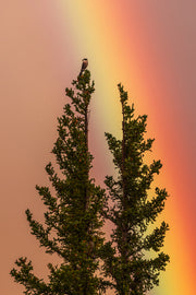 Paysage Nunavik - Été 091