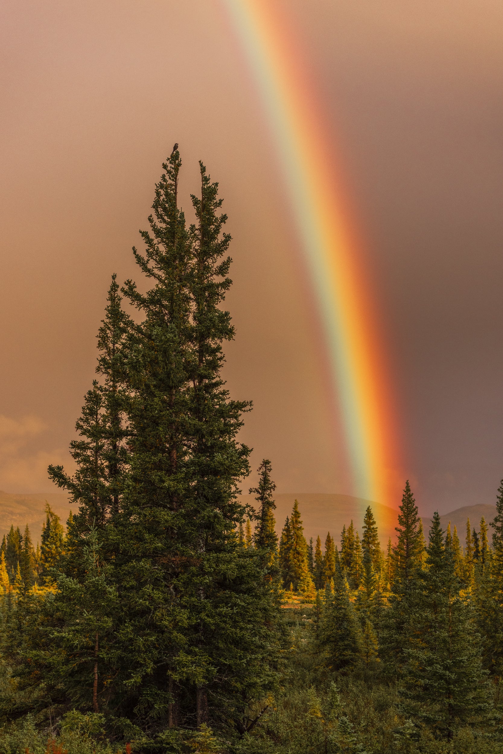 Paysage Nunavik - Été 092