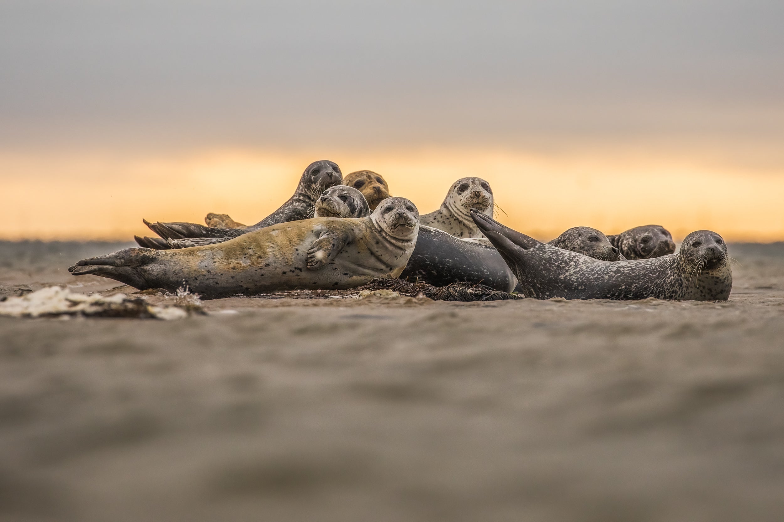 Phoques du Québec 010