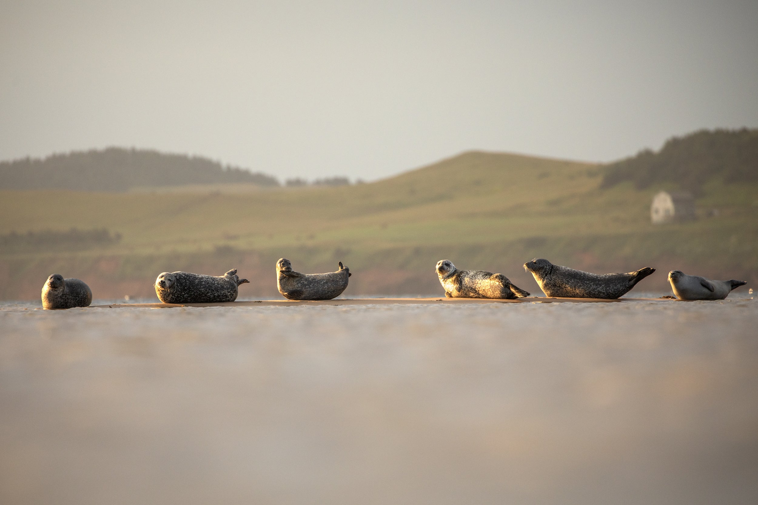 Phoques du Québec 019