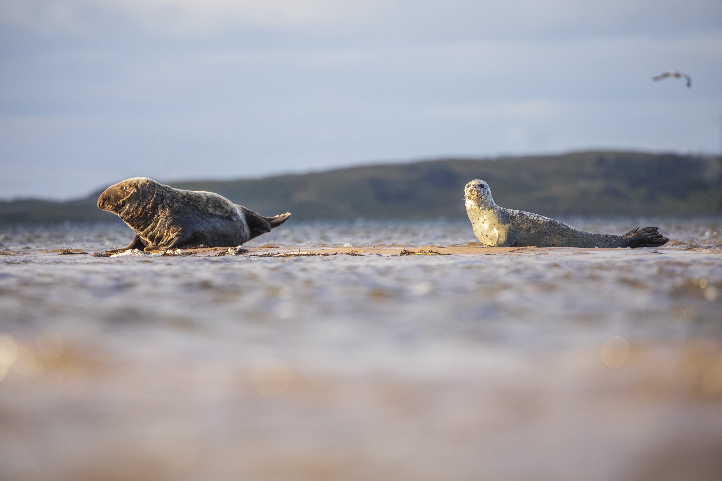 Phoques du Québec 020
