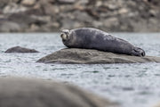 Phoques du Québec 022