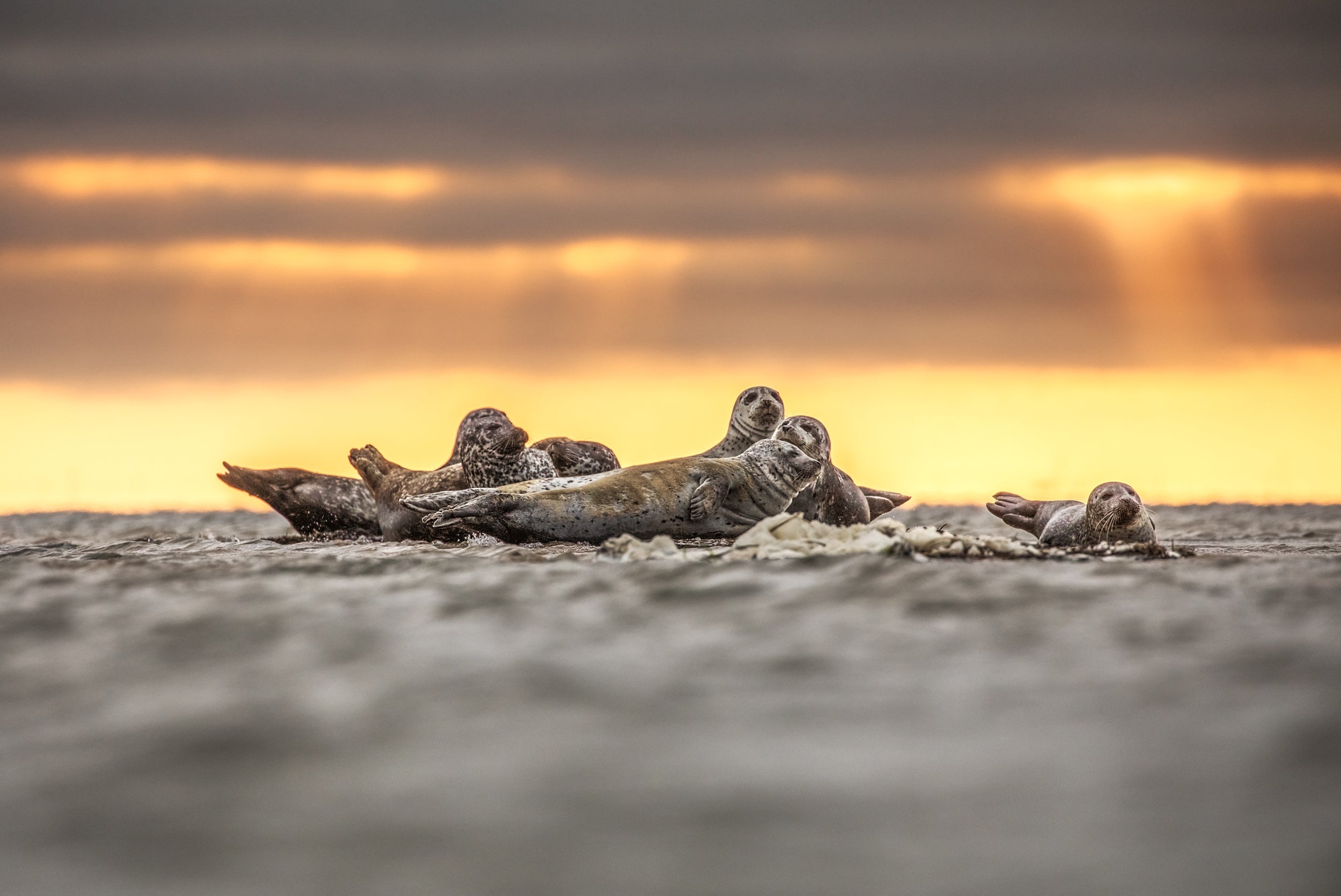 Phoques du Québec 009