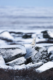 Renard arctique 011