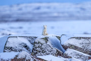 Renard arctique 012