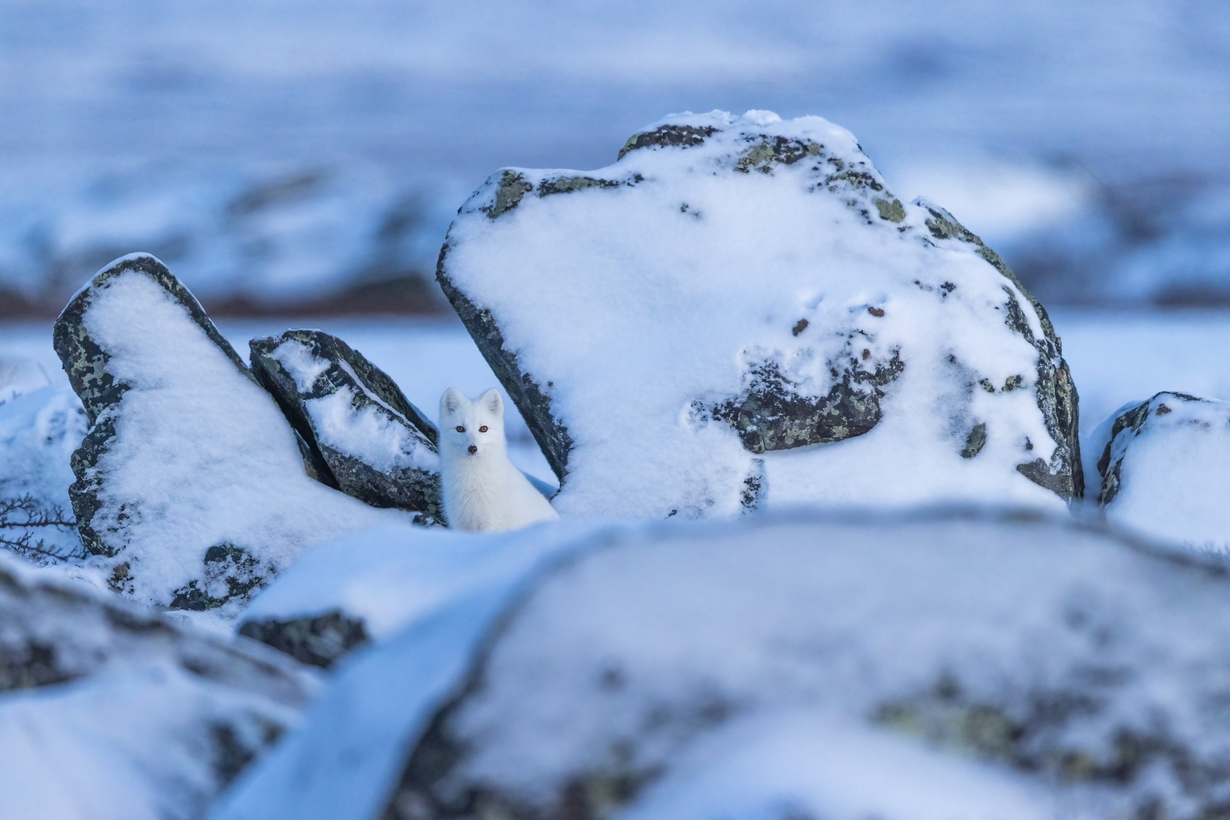 Renard arctique 013