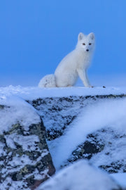 Renard arctique 016