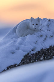 Renard arctique 025