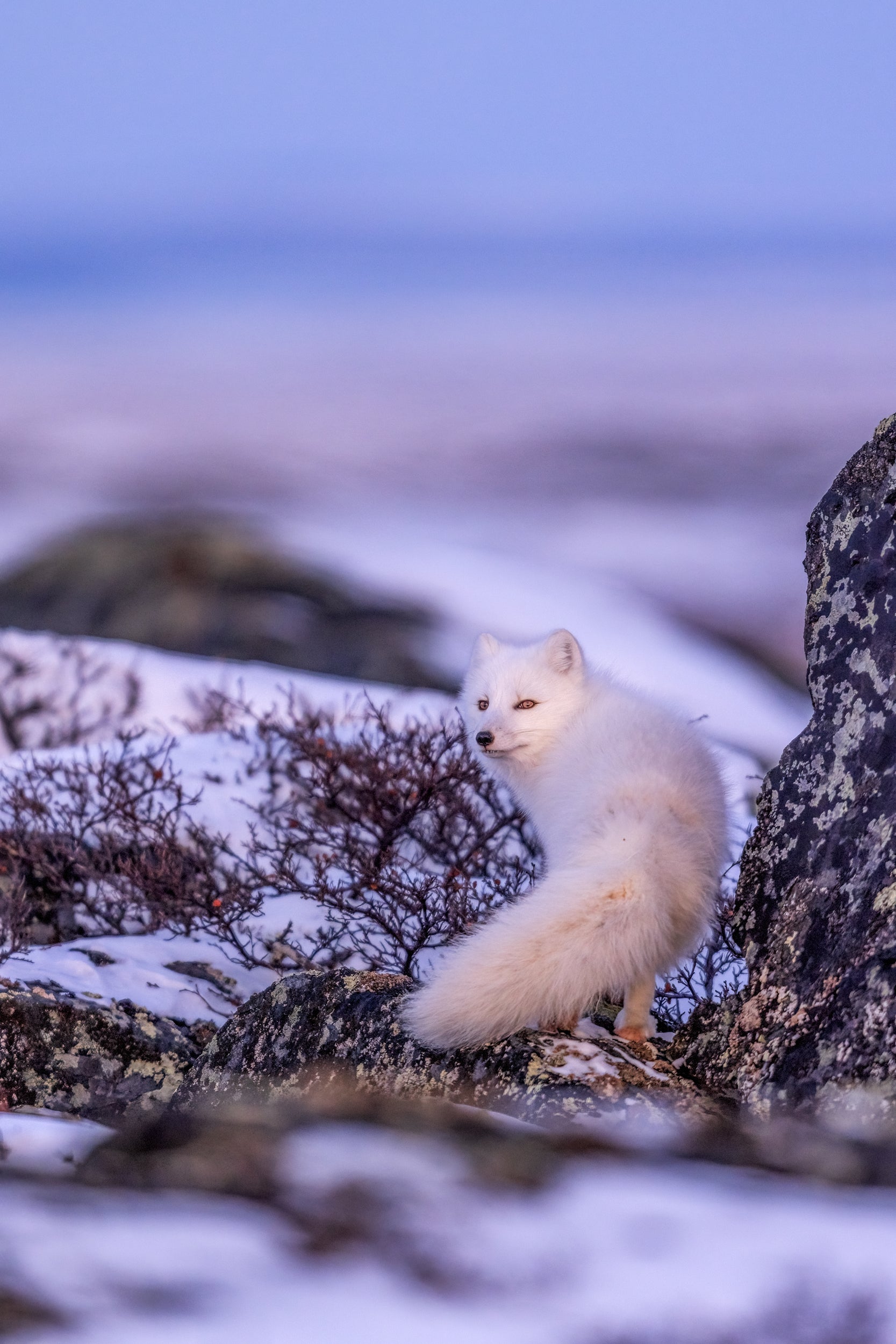 Renard arctique 028