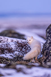 Renard arctique 028