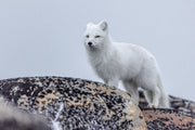Renard arctique 031