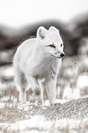 Renard arctique 033