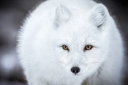 Renard arctique 034