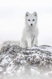 Renard arctique 038