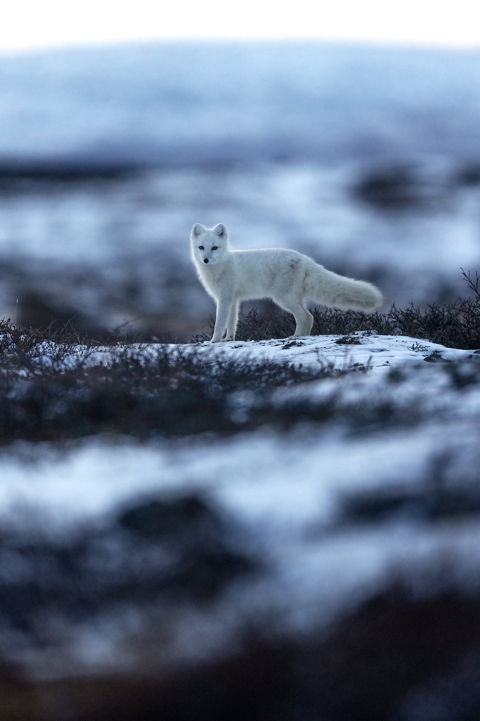 Renard arctique 003