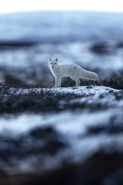 Renard arctique 003